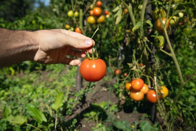 Hand met verse tomaat in het veld