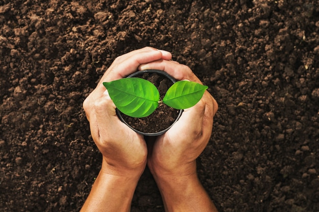 hand met zaad boom in zak voor het planten in de bodem