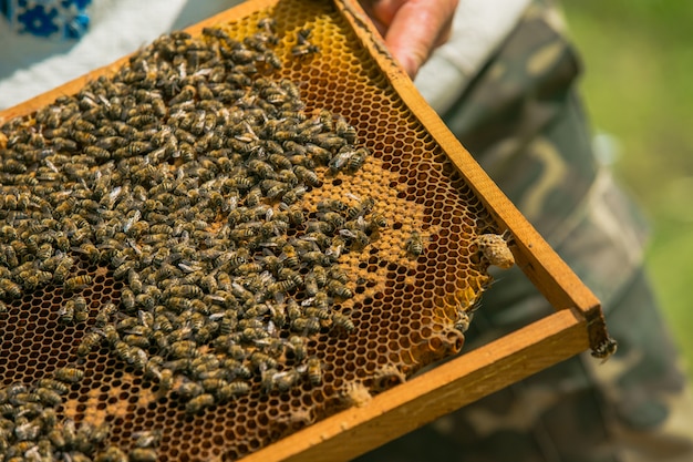 養蜂家の手は養蜂場でミツバチとハチの巣を使用しています。ハニカム上の蜂。ミツバチの巣箱のフレーム。養蜂。はちみつ。