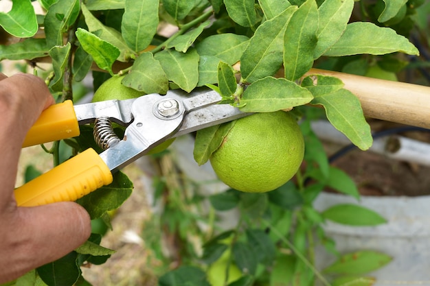 写真 ガーデナーの手はハサミを使って庭の野菜（ライム）を収穫しました。