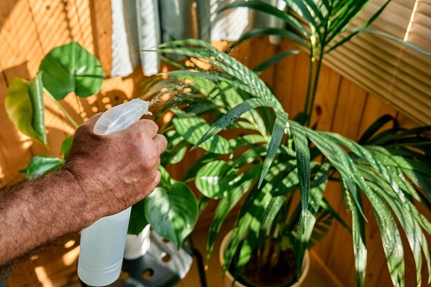 写真 人の手がケンシアとモンステラの室内植物を噴霧し,熱帯植物の葉に水分を供給する