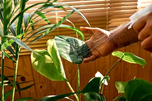 写真 ケンシアとモンステラの室内植物をスプレーする男の手