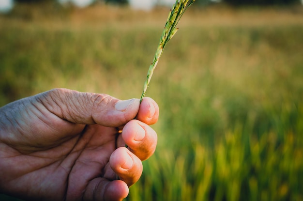 Hand of the old farmer over the paddy field vintage tone filter