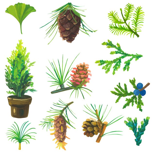 Photo hand painted acrylic or gouache conifers and cones set on white