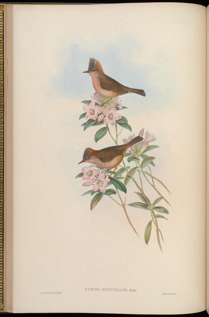 Фото Красочные птицы, нарисованные вручную