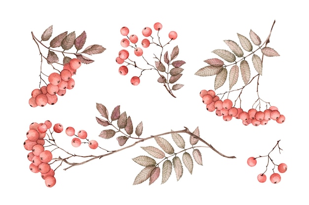 Hand painted watercolor clipart of autumn rowan branch with red berries and leaves Perfect for autumn design greeting cards invitations packaging harvest festival Isolated on white background