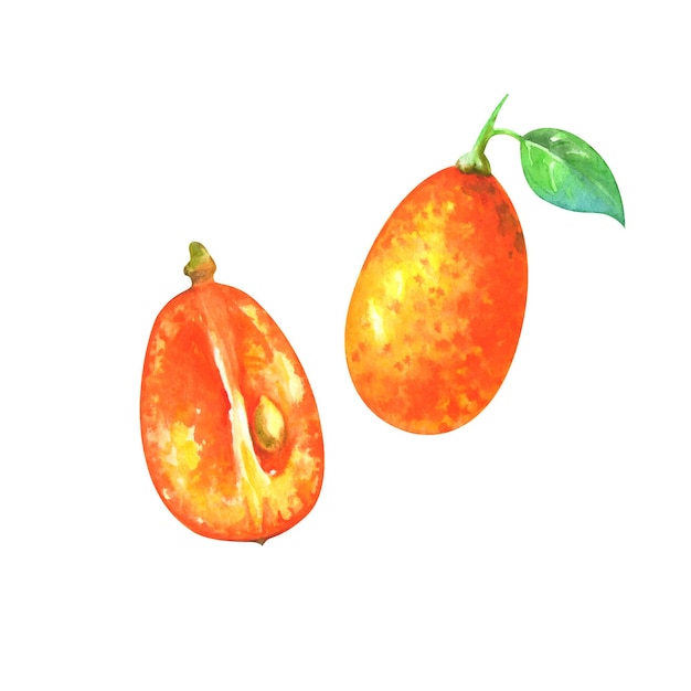 Hand painted watercolor illustration of slice and whole kumquat isolated on white background