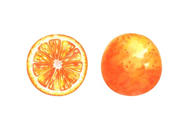 Foto illustrazione ad acquerello dipinta a mano di fetta e arancia intera isolata su sfondo bianco