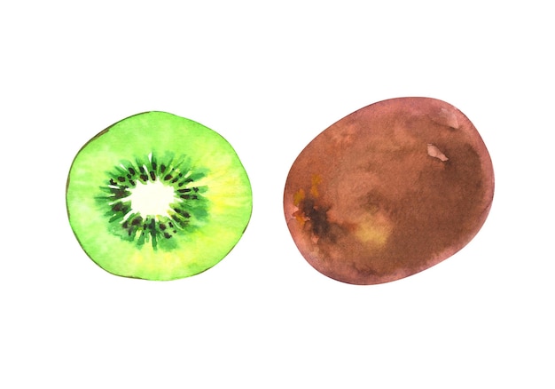 Hand painted watercolor illustration of slices and whole kiwi isolated on white background