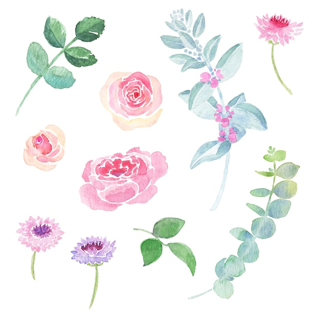 Photo hand painted watercolor illustrations of beautiful gorgeous roses cornflowers eucalyptus gunni and lambs ear