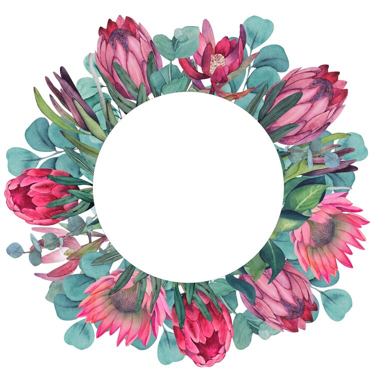 Photo hand painted watercolor magenta protea flowers wreath