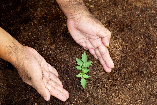 農業や桃のナットを植えるために手に若い植物と豊富な土壌を持っている人の手