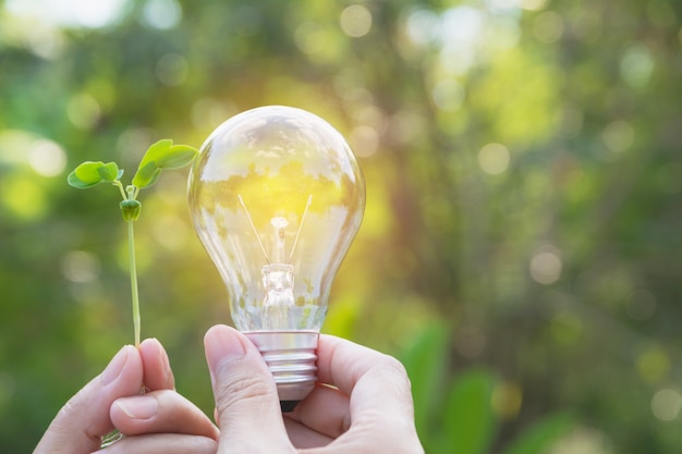 Mano di persona che tiene lampadina per idea o successo o concetto di energia solare.