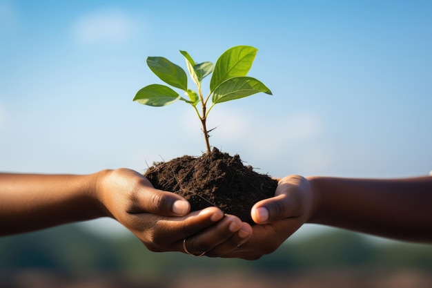 Hand person holding of soil with seedling for new life