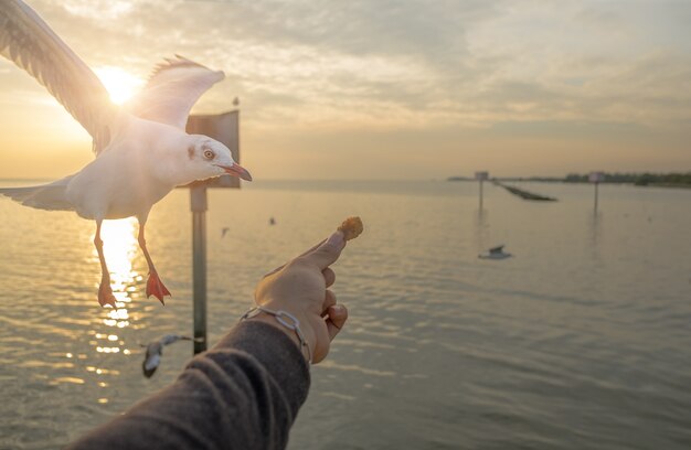 The hand of the person who filed the food to the seagulls 