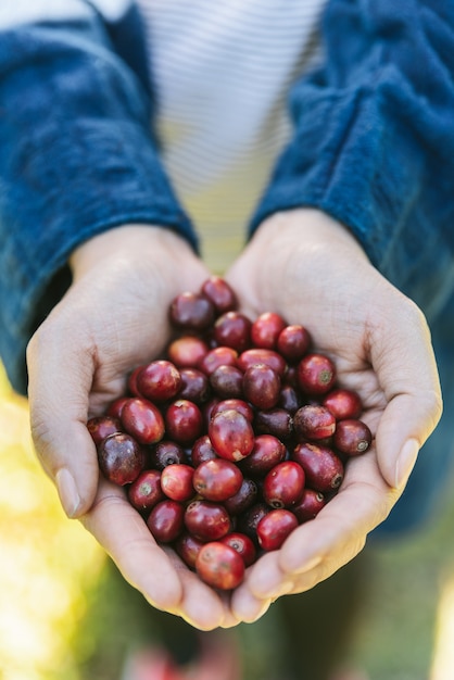 Raccolga a mano le bacche rosse mature del caffè arabica in mani