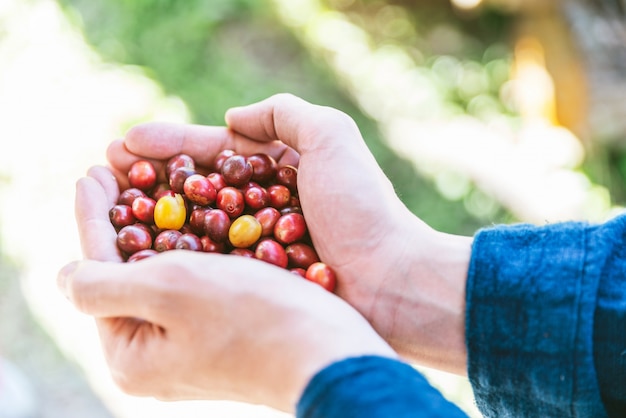 Hand picked ripe Red Arabica coffee berries in hands.