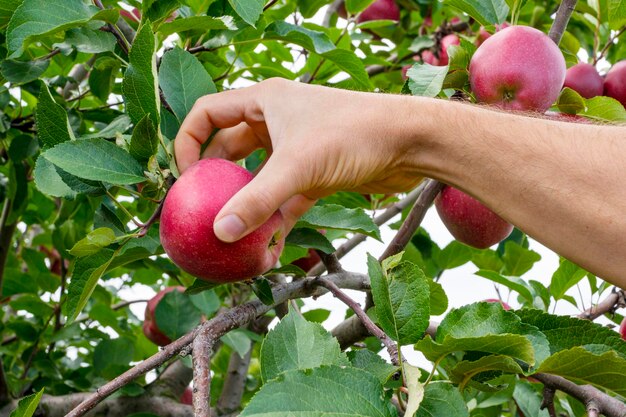 A hand picking an apple from a tree