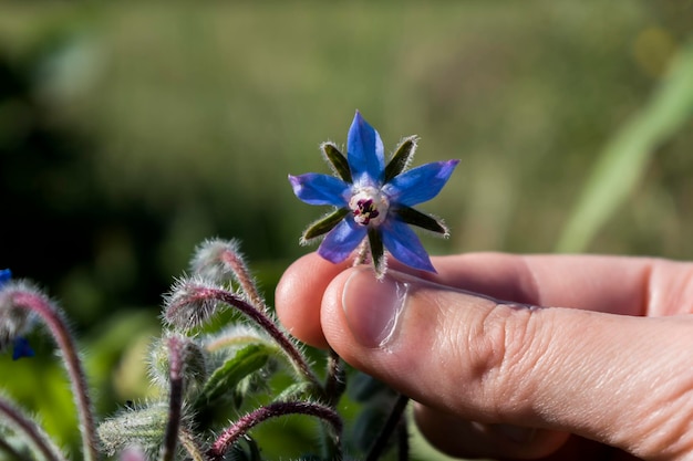 Hand picking a borage flower for cooking salad donut soup herbal infusion Borago officinalis