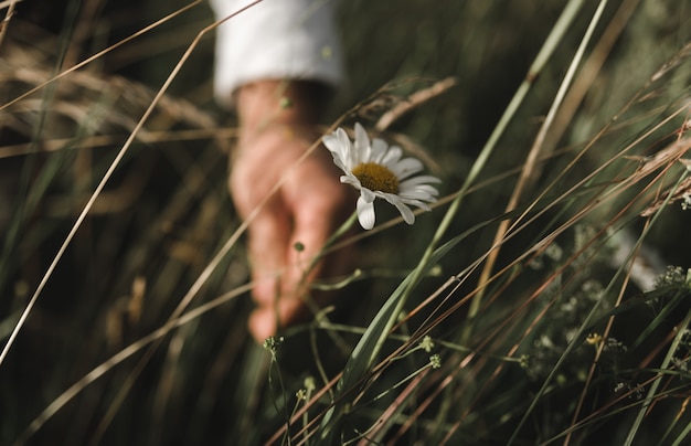 hand picking chamomile from a field