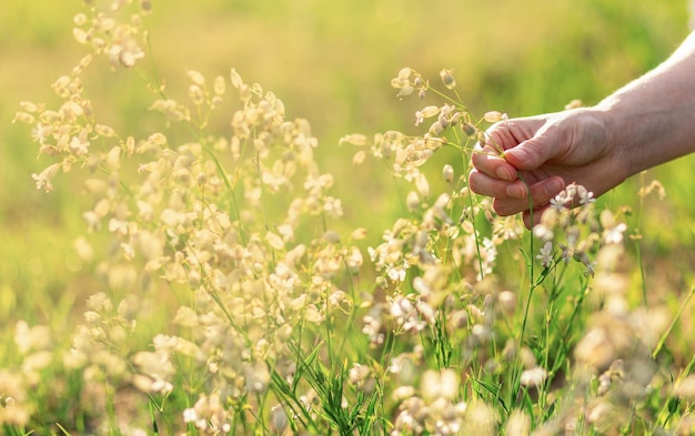 Hand picking collecting herbal flowers wild field plants