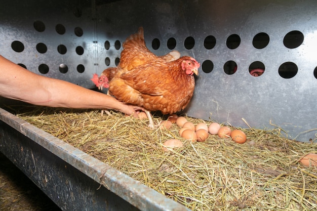 Foto raccolta manuale delle uova in un allevamento di galline ovaiole ruspanti