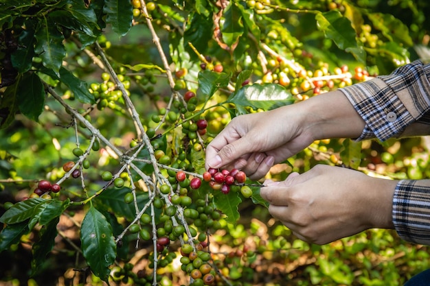 写真 畑 の 植物 から 新鮮 な コーヒー 豆 を 手 で 収 ⁇  する