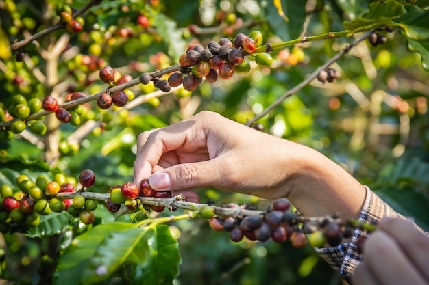 사진 ⁇  에 있는 식물 들 에서 신선 한 커피 콩 을 손 으로 채취 하는 일