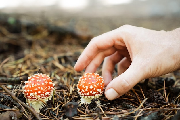 写真 森の中でキノコを手摘み - 毒キノコを収穫する際は注意が必要です。