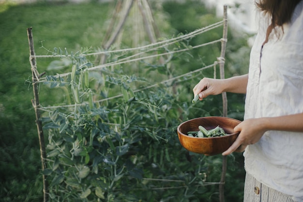 Hand picking snap peas from raised garden bed close up Homestead lifestyle