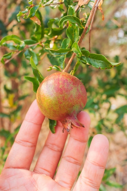 Hand picking up the pomegranate fruit from tree