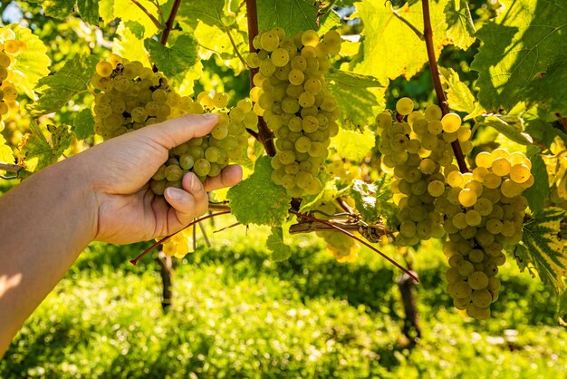 Hand picking white grapes from grapevines inautumnss sunny day