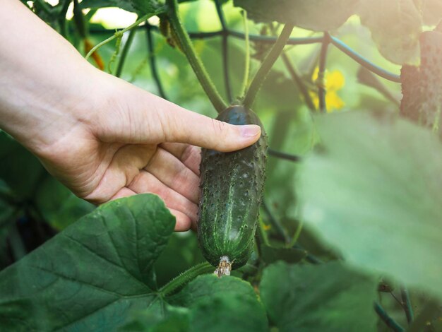 A hand picks a cucumber Harvesting Good harvest Fertilizer