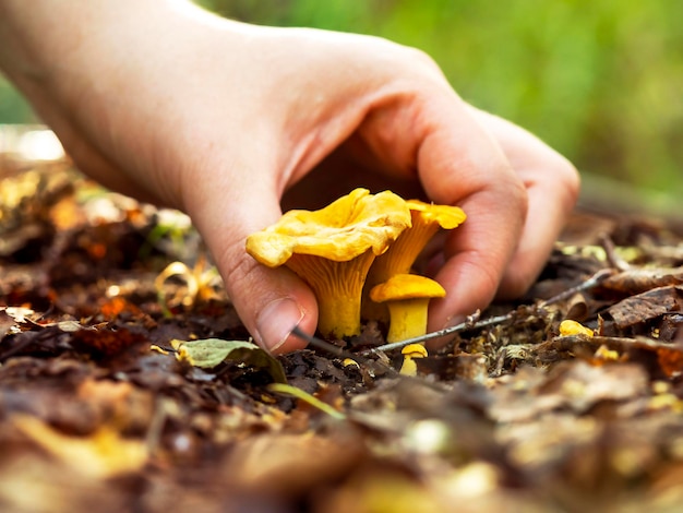 The hand picks the mushrooms