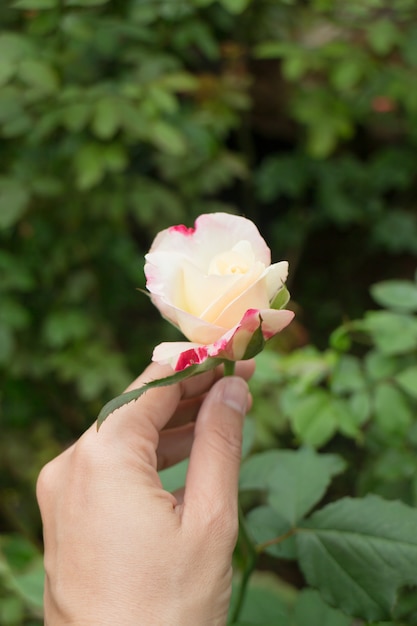 Hand on pink rose in the garden