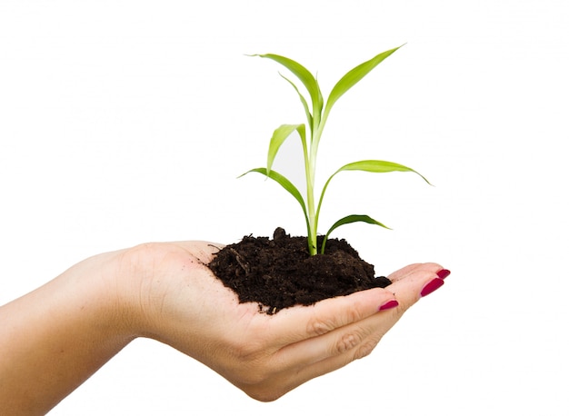 Hand and plant isolated on white background