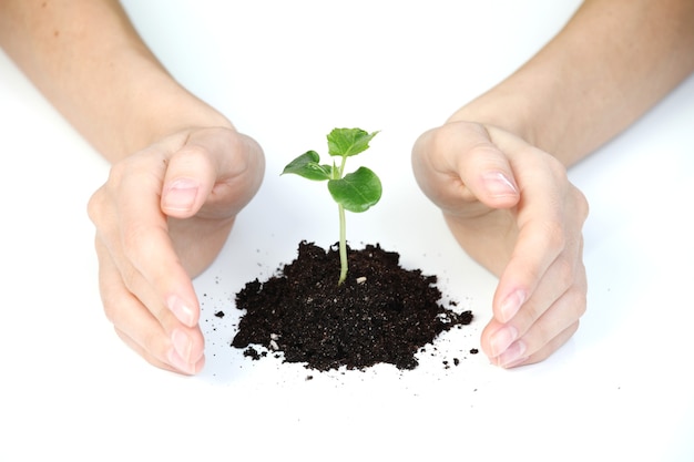 Hand and plant isolated on white surface