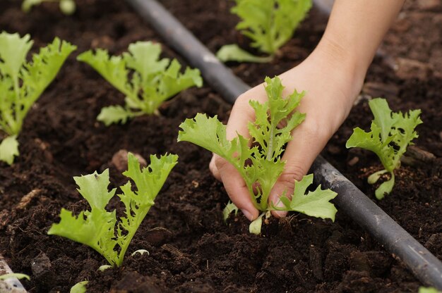 hand plantaardige groente