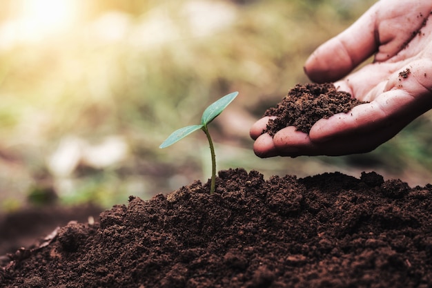 hand planting green seedling growing in soil