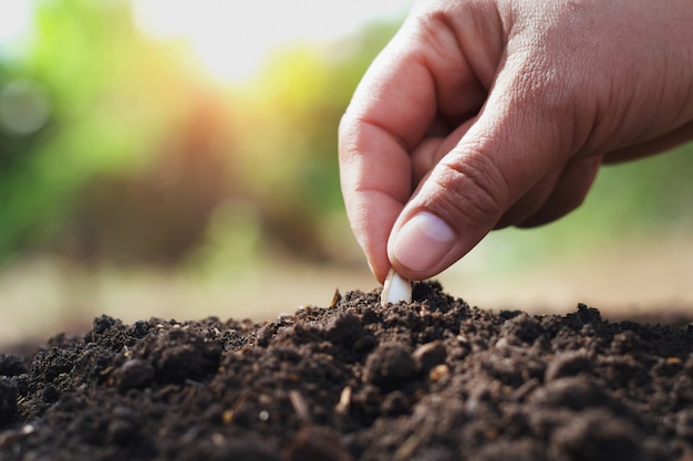 Hand planting pumpkin seed in the vegetable garden