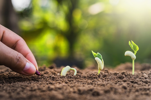 Piantare a mano semina crescente passo in giardino con il sole