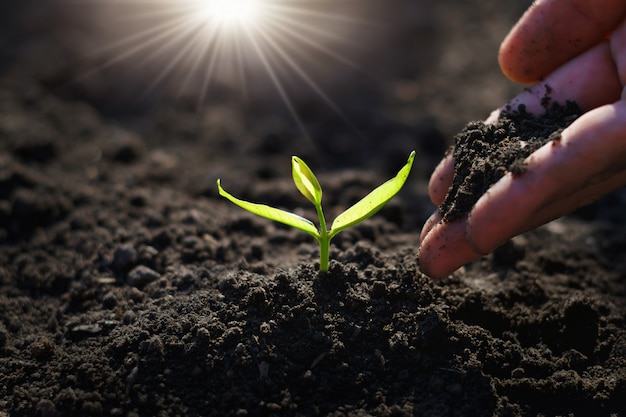 Hand planting sprout in garden with sunshine