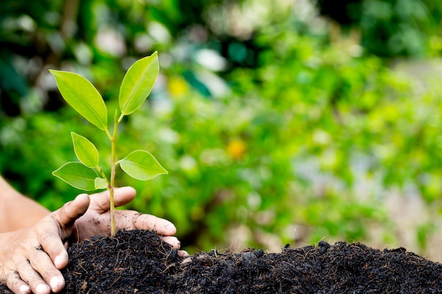 Hand planting young plant to soil ,natural energy and love the world concept.