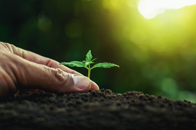 Hand planting young tree on soil as save world concept