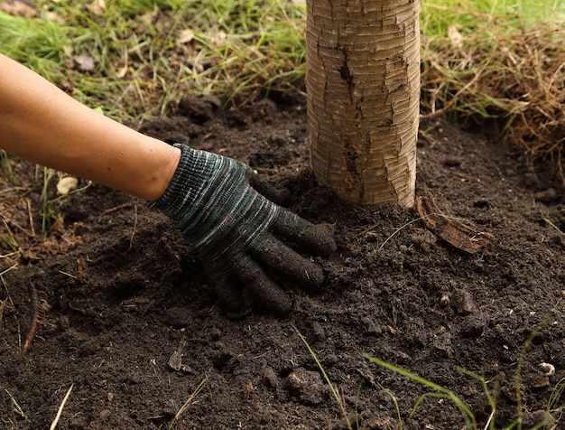 hand plantte de boom in de grond