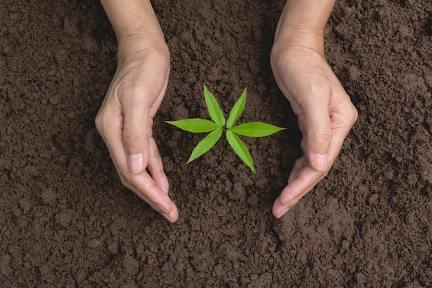 自然の背景に土壌の中で成長している緑の若い植物を手で保護する。