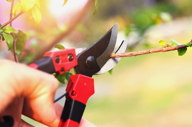 Hand pruning tree and pruning shear in garden with sunset background