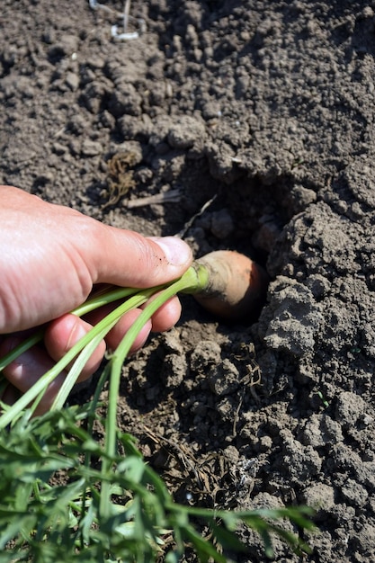 A hand pulls a young carrot from the ground