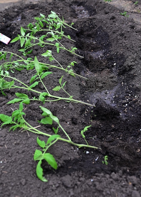 Hand puts ground under a green tomatoThe concept of caring for plants and growing organic products