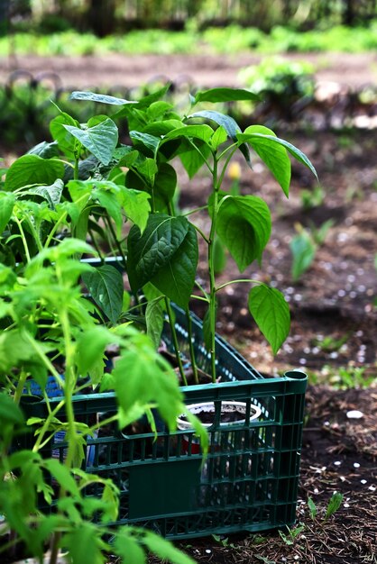 Hand puts ground under a green tomatoThe concept of caring for plants and growing organic products